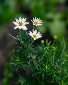 Mata verde | Chiliostrichium rosmarinifolium