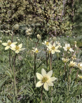 Anemone multifida