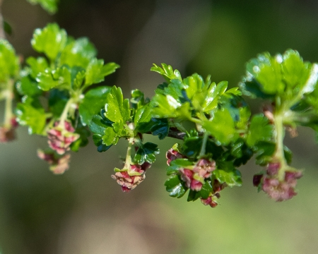 Parrillita | Ribes cucullatum