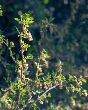 Parrillita | Ribes cucullatum