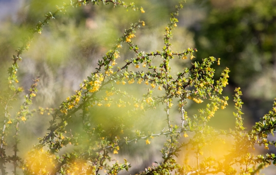 Calafate | Berberis darwinii