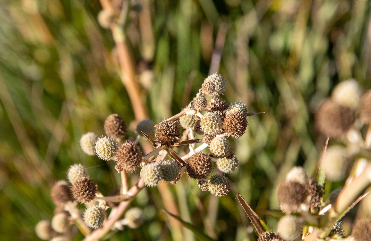 Cardoncillo, Eryngium paniculatum