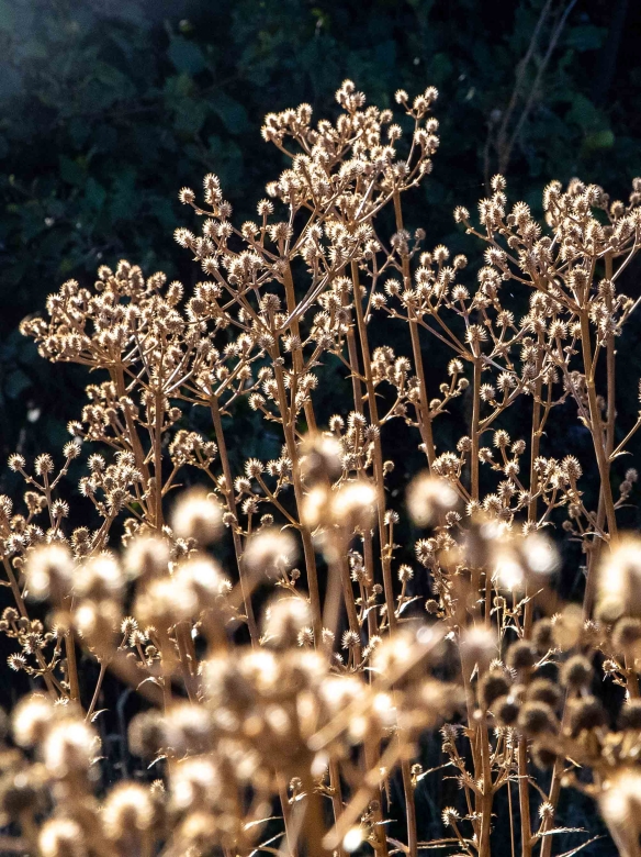 Cardoncillo, Eryngium paniculatum