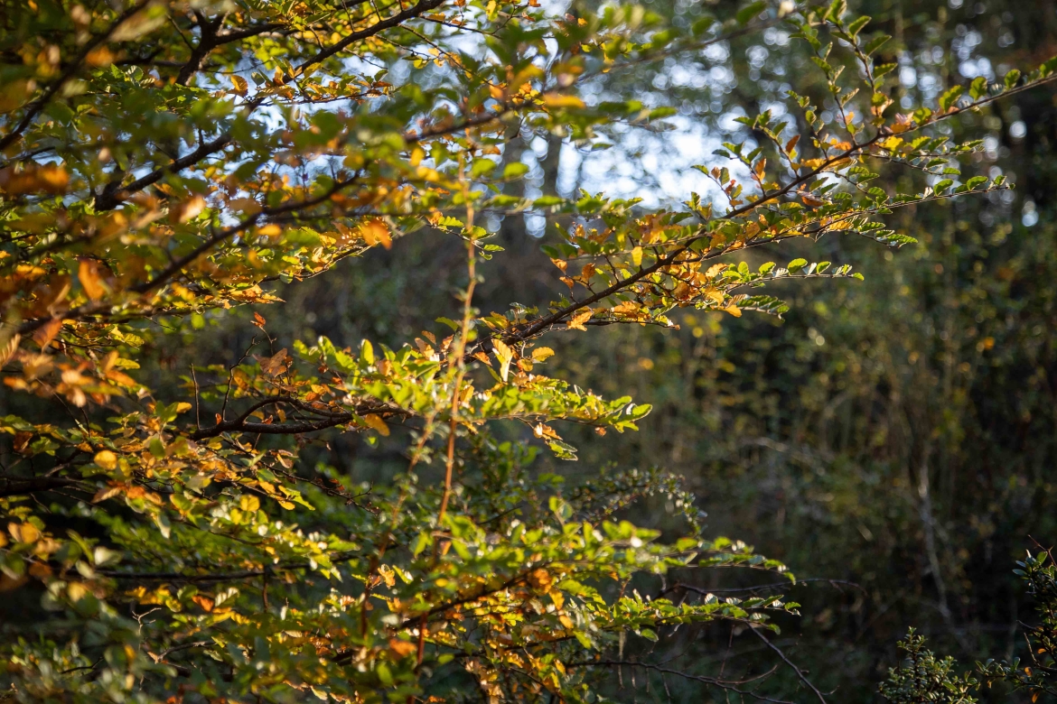 Ñire, Nothofagus antarctica