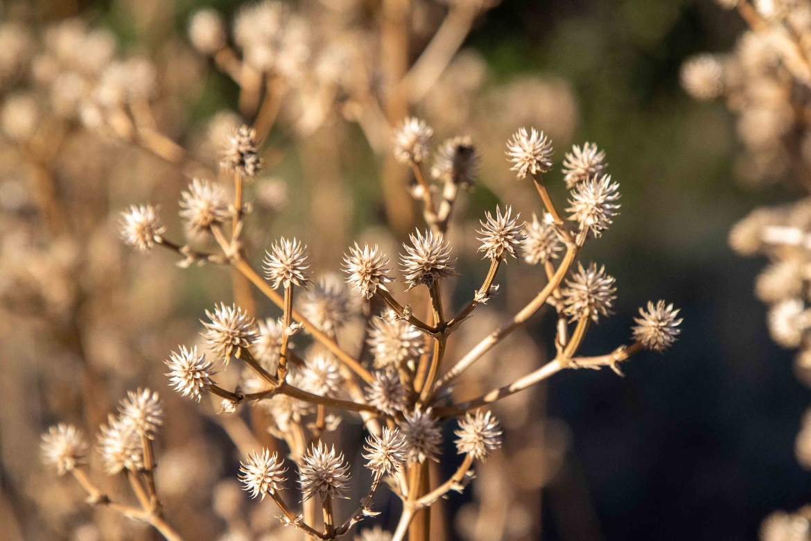 Cardoncillo, Eryngium paniculatum