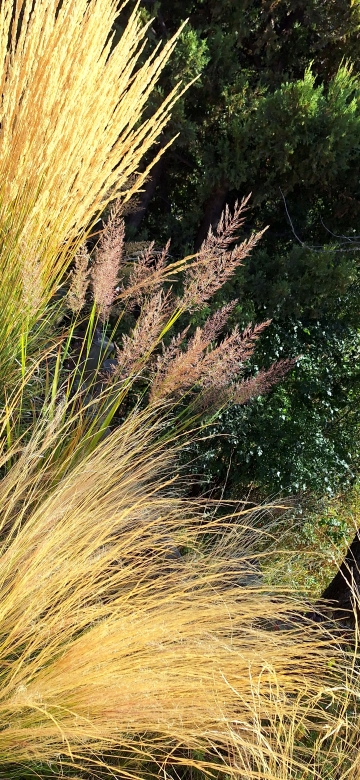Calamagrostis y Miscanthus - Diseño de Jardines - San Martín de los Andes