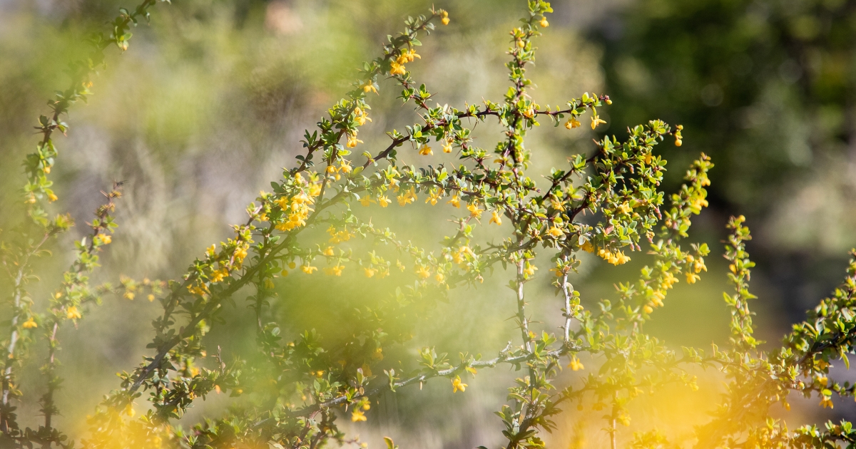 NOVIEMBRE | Flora autóctona en Flor